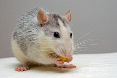 Forever delayed? Australia postpones ban on animal testing for a third time to 2020