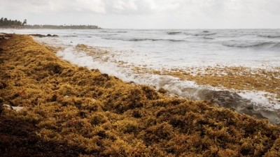 Hi-Q Marine Biotech studying its fucoidan-polysaccharide to expand its potential in the cosmetics market. [Getty Images]
