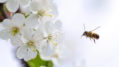 Kiwi skincare firm Beenigma to launch Honeybee campaign as it seeks expansion in Asia