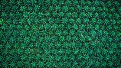 GAR Palm Oil © Fahmi A Mursyid Getty Images
