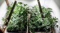 Poor public perception remains biggest hurdle for CBD cosmetics in South Korea – expert
