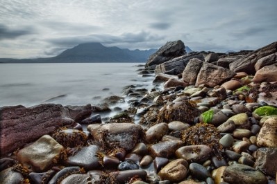 Seaweed Expo to highlight ingredient's burgeoning potential