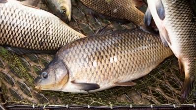 Silver carp scale collagen peptides have been shown to reduce melanin production © Getty Images