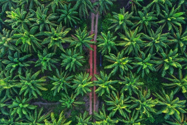 “By 2025, we aim to extend our voluntary commitment to sustainable procurement to the main intermediate products based on palm oil and palm kernel oil,” said Prerna Chatterjee, Senior Sustainability Manager at BASF. © ibnjaafar Getty Images